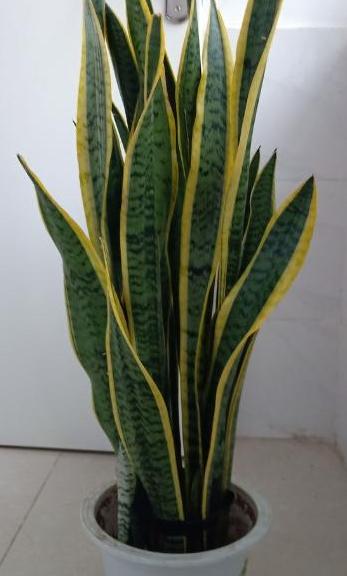 虎皮兰怎样才能养得高大,如何养好虎皮兰