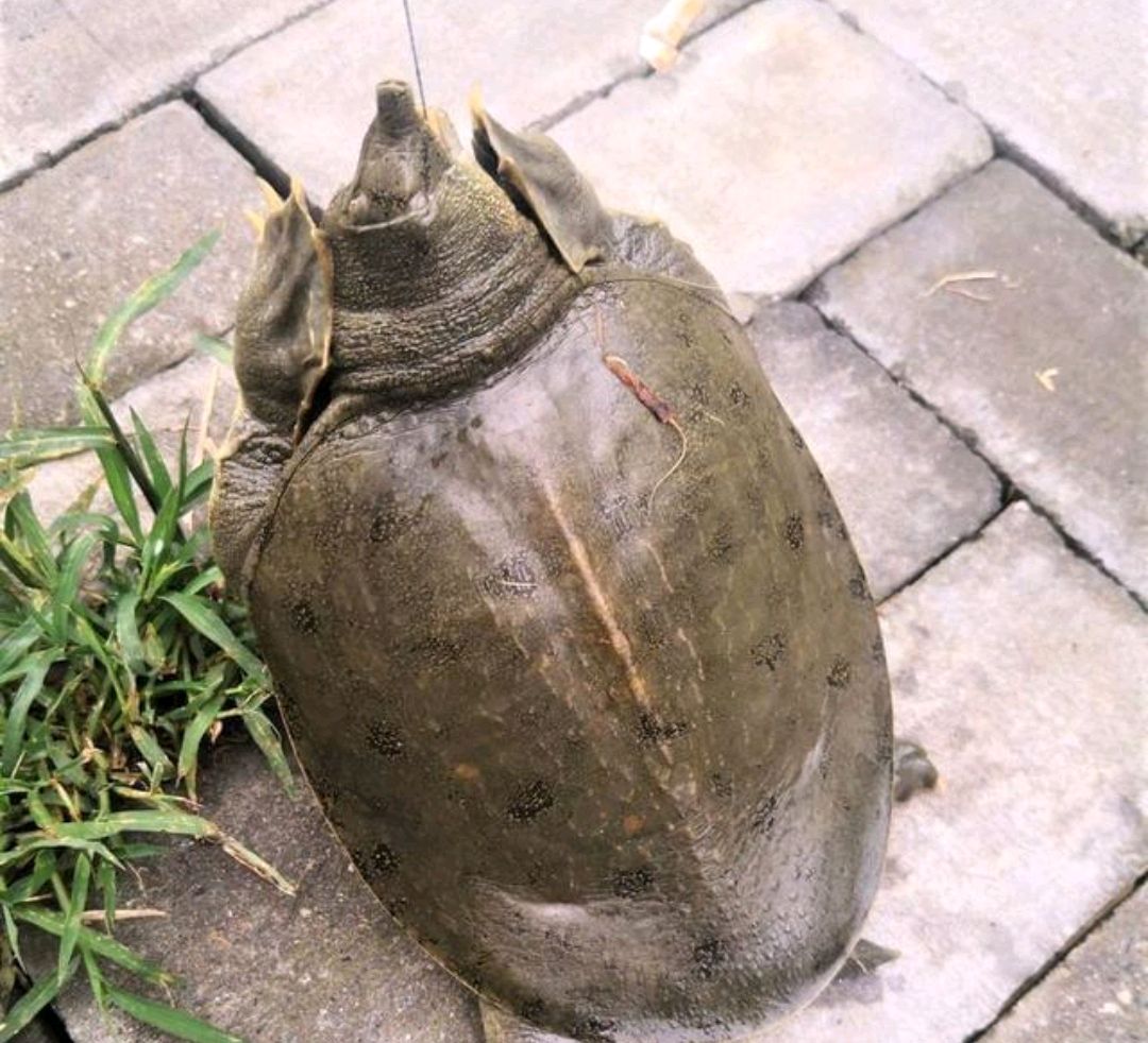 罕见！南昌钓鱼人钓上“黄金鳖”，有人想出高价购买