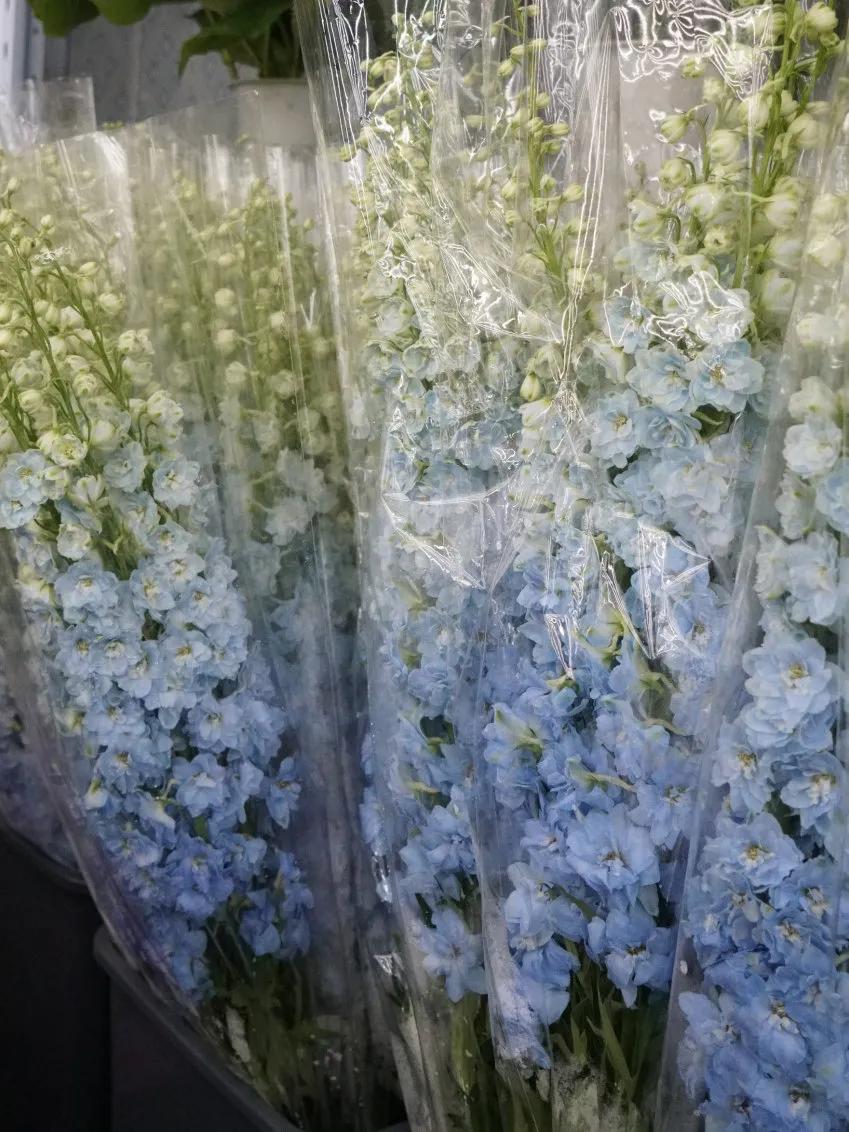 花卉市场晚上营业,今天的花卉市场