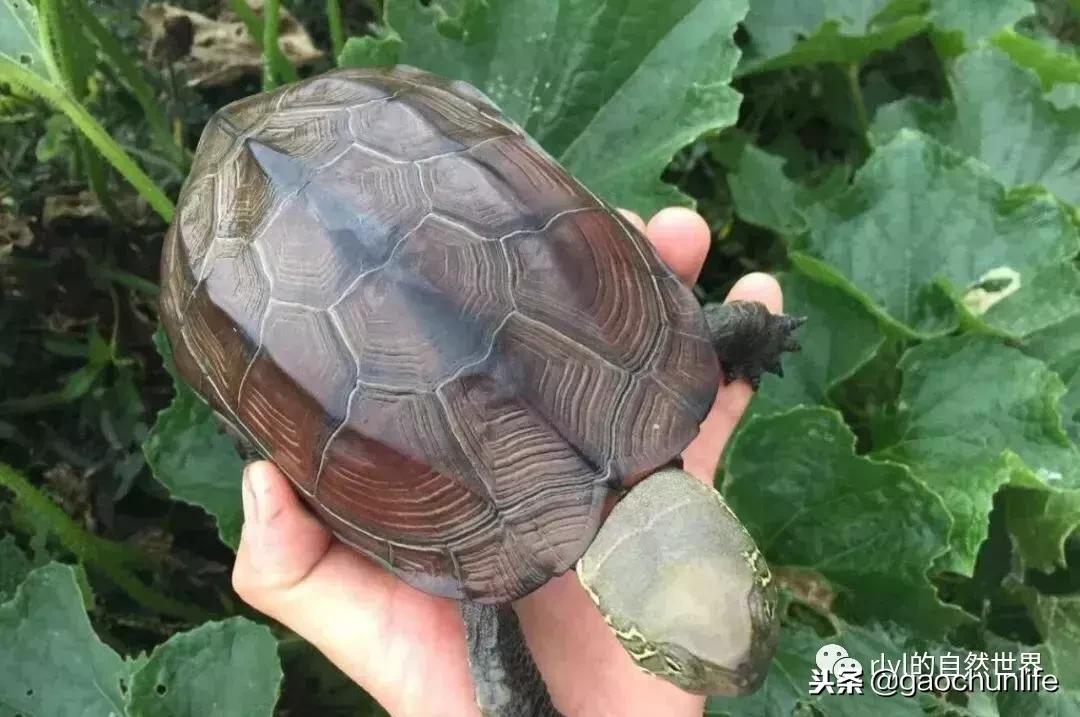 大草龟和小草龟谁好养,变异草龟和草龟的区别