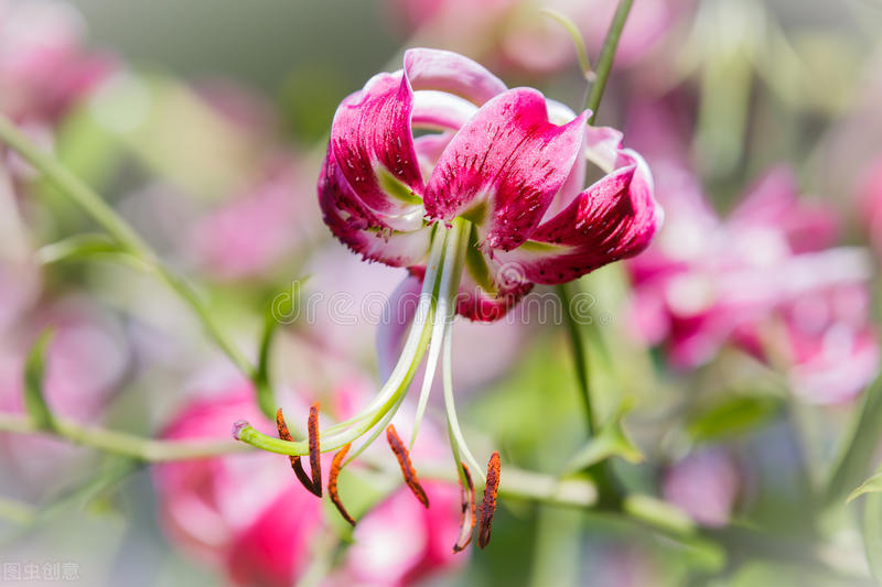 每个十一月生日对应的生日花,365天每天代表生日的花有哪些