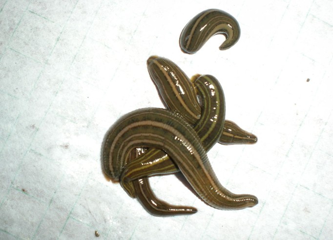 北方常见的昆虫科普知识大全集,南方动植物昆虫实物图鉴