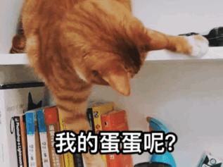3个月的布偶猫怎么培养性格,怎么培养小猫有猫德