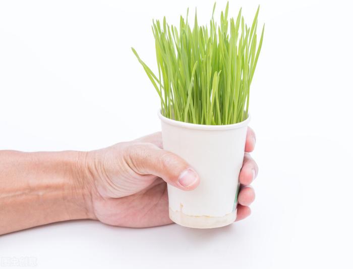 豌豆芽苗菜的科普知识,豌豆芽苗菜的口感营养价值和功效