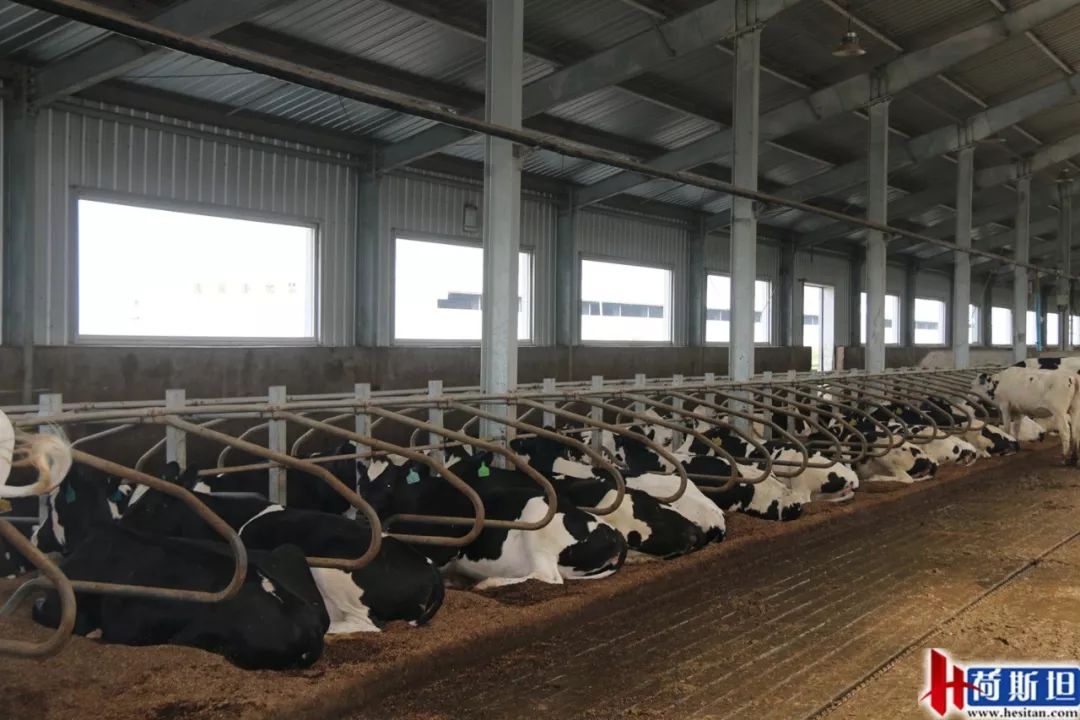 数字化奶牛养殖技术,大型奶牛场繁育新技术