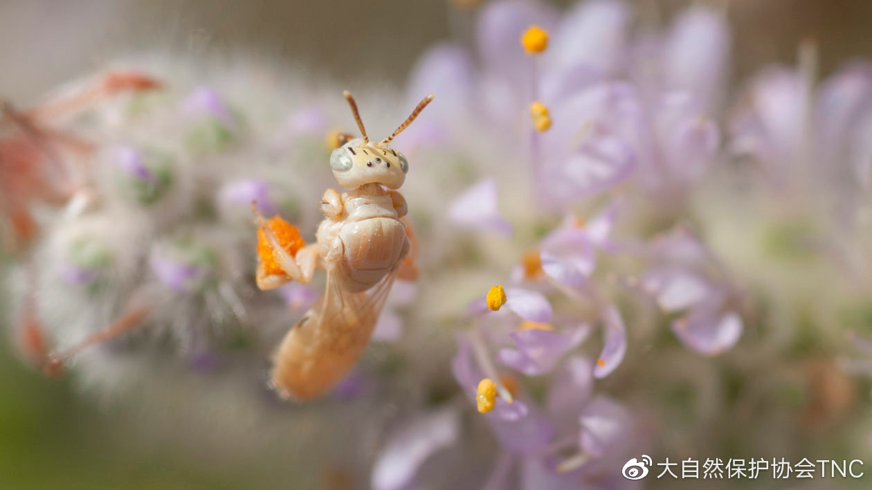 蜜蜂介绍科普视频,蜜蜂科普观世界