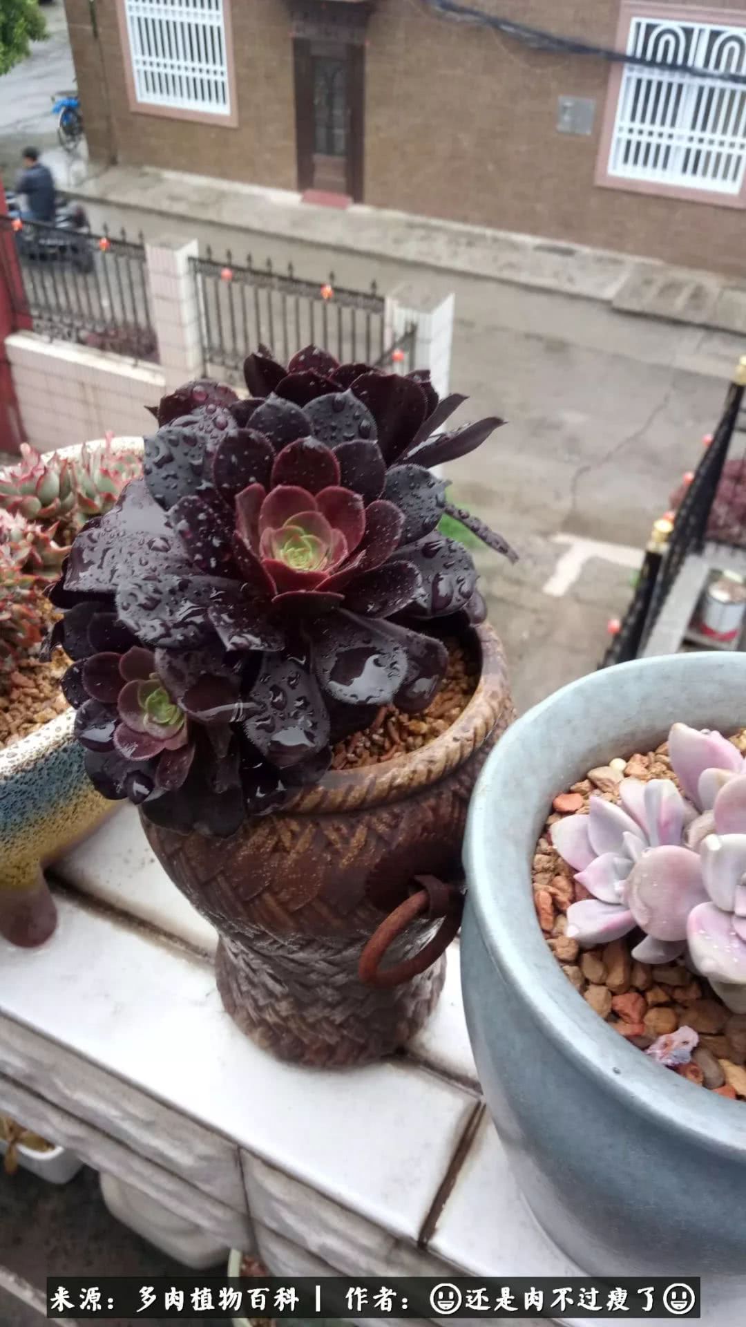 日照弘一法师,日照法师请师父