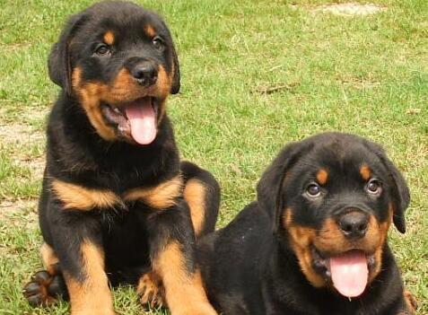 怎么样的罗威纳不合格,优秀的罗威纳狗狗品相