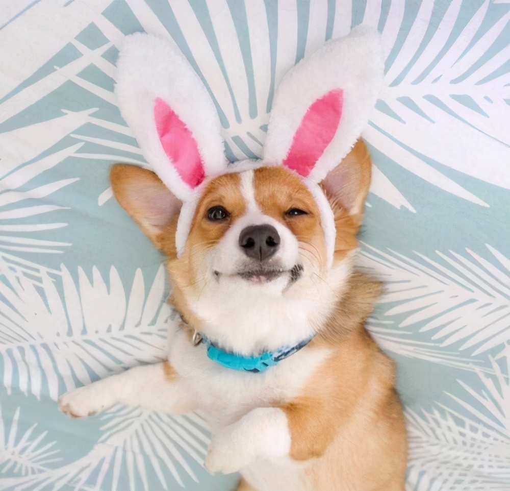 柯基犬的毕生愿望你完成了几个,柯基犬喜欢做什么事情