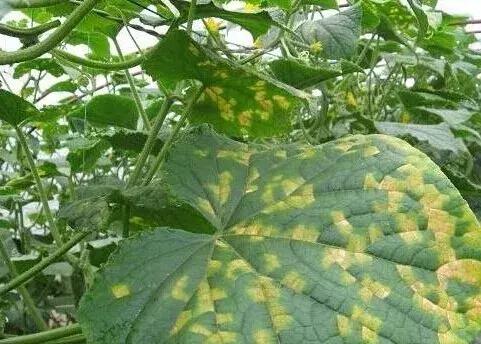 青霉病属于灰霉病还是软腐病,蔬菜霜霉灰霉病克星