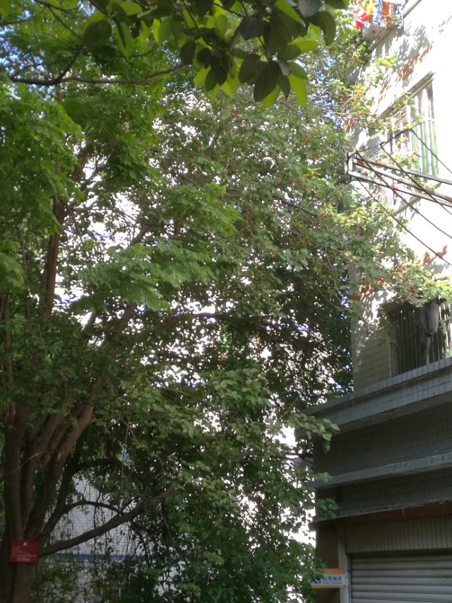 桑树全身都是宝的实例,桑树全身都是药