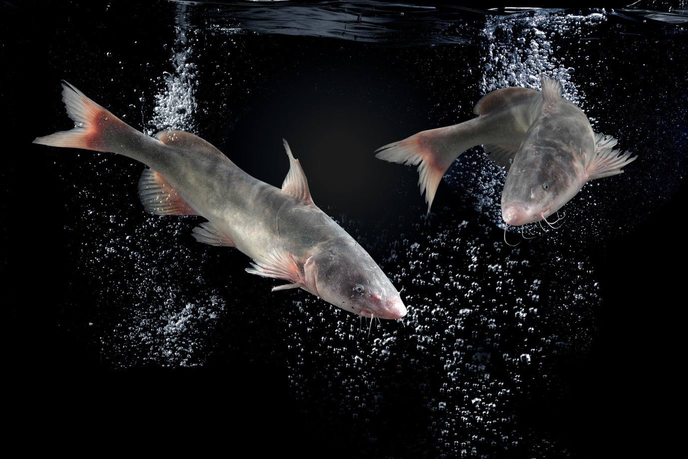 江团适合在什么水面上钓,野生江团用什么饵钓