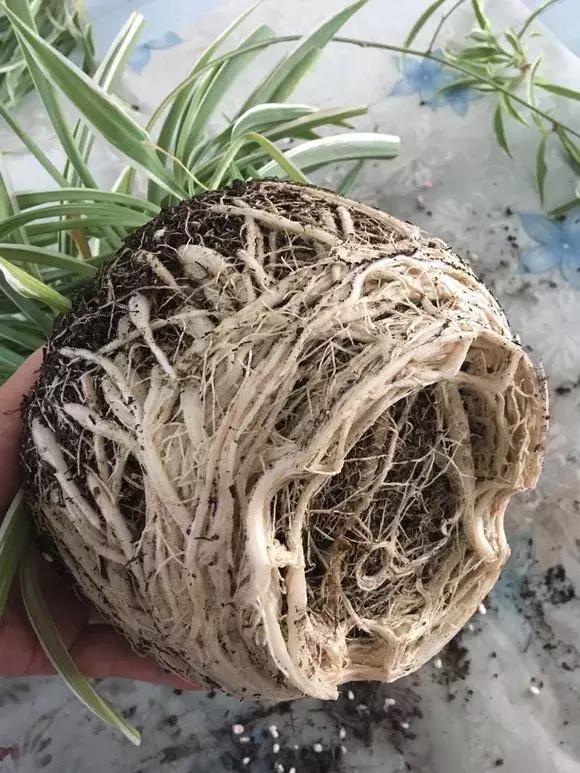 绿萝吊兰爱“吃土”,2年盆土“吃光光”,说啥也要换土!