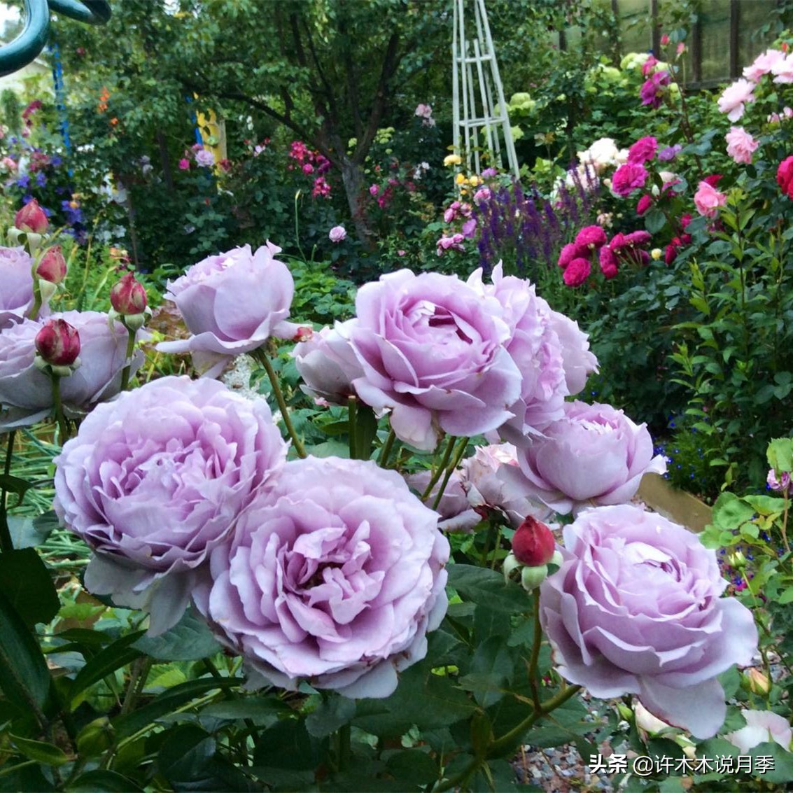 月季忘记埋冬肥了,月季清园几次