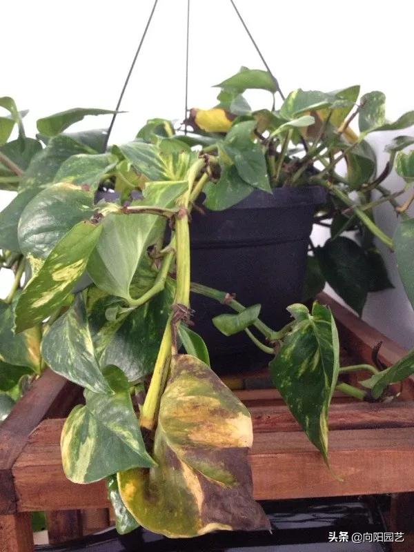 绿萝出现斑点黄叶子怎么办,绿萝叶子发黄用什么药最好