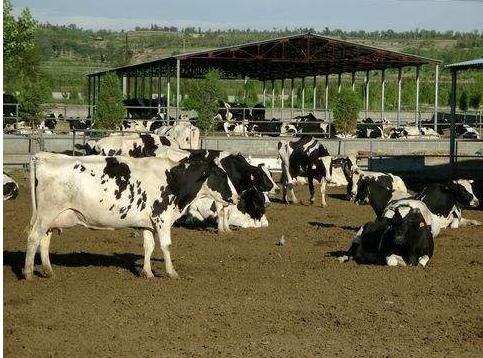 十大适合商业养殖的动物,哪些动物利润大可以养殖