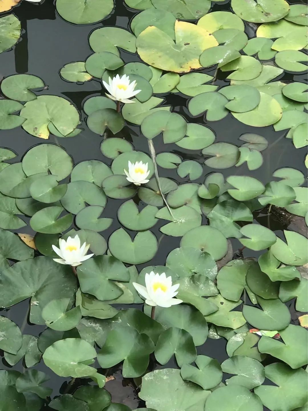 北京古塔公园历史,北京唯一湿地公园