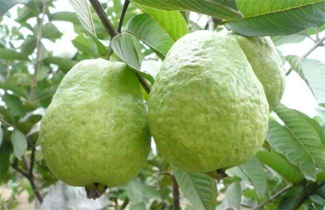 桃金娘科蒲桃属植物葡桃,桃金娘目千屈菜科植物