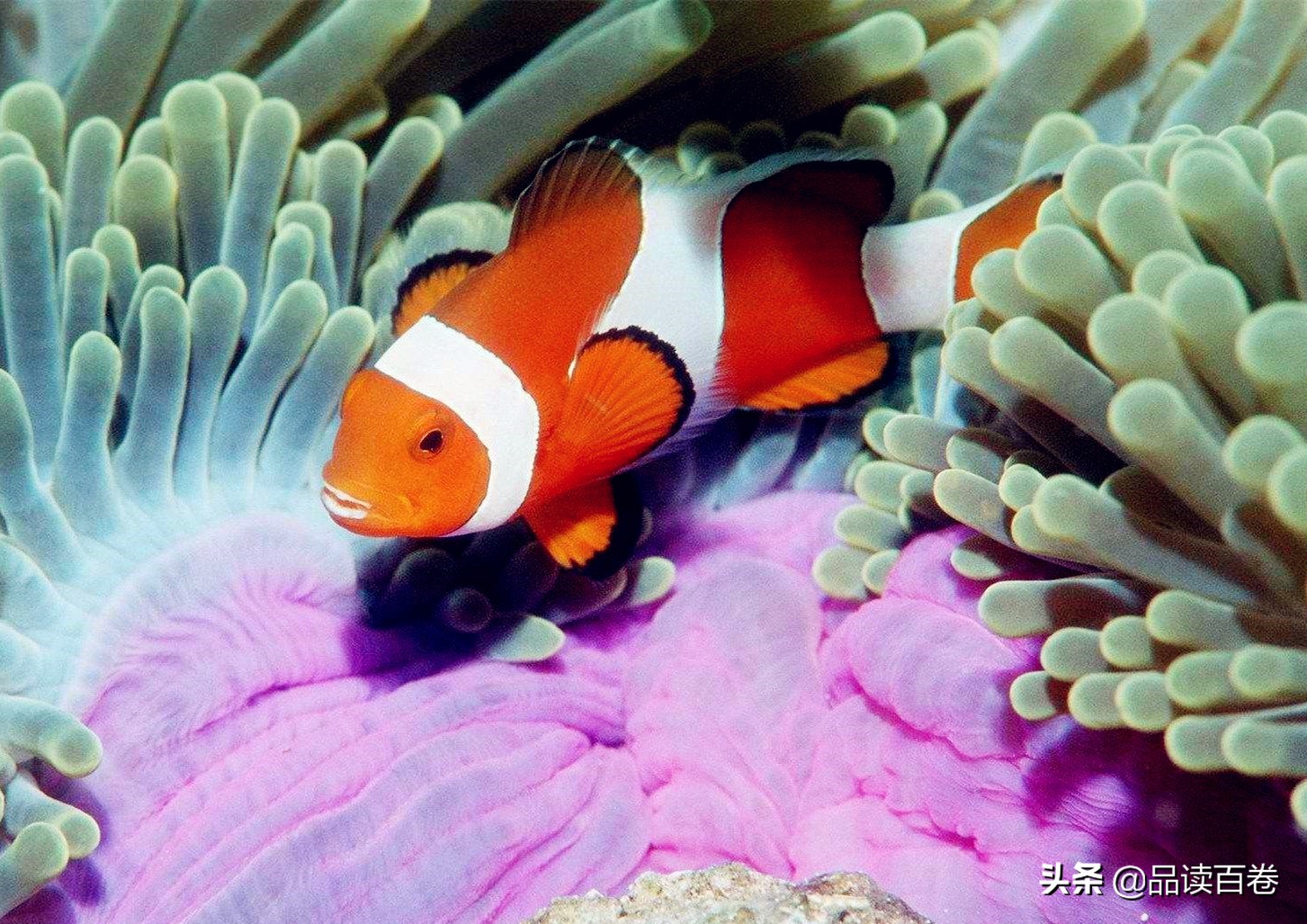 鱼的记忆真的只有7秒钟,鱼儿的记忆为啥只有七秒