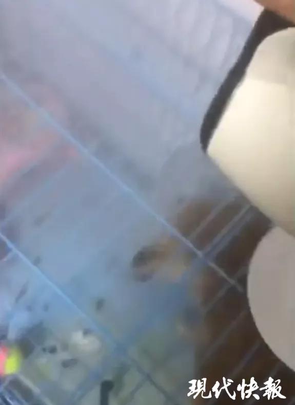 实习医生用开水浇小狗还拍视频系南通大学研究生