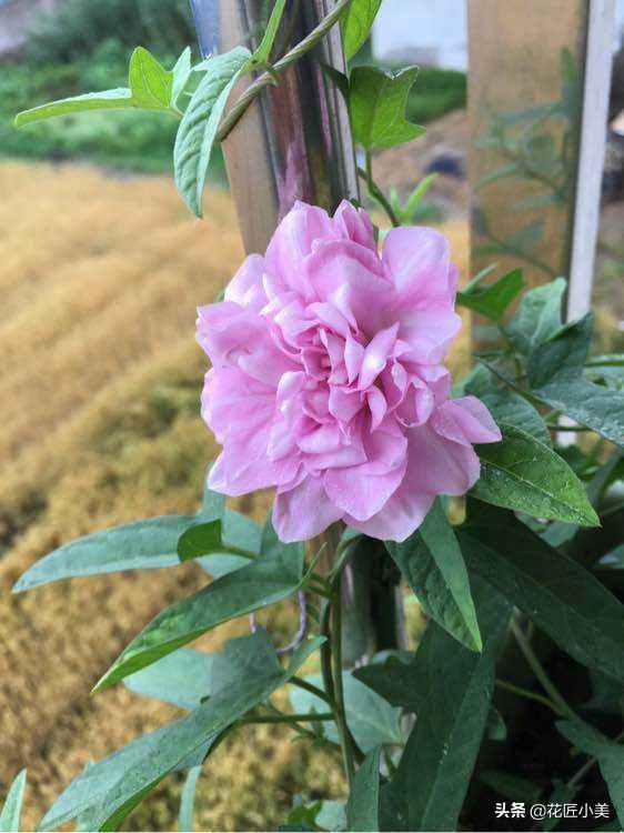 爬藤植物100种,5种爬藤花适合在院子里种植