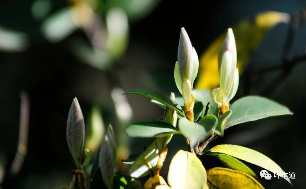 瑞幸造假风波投资者如何防止踩雷,瑞幸为什么那么能迅速上市