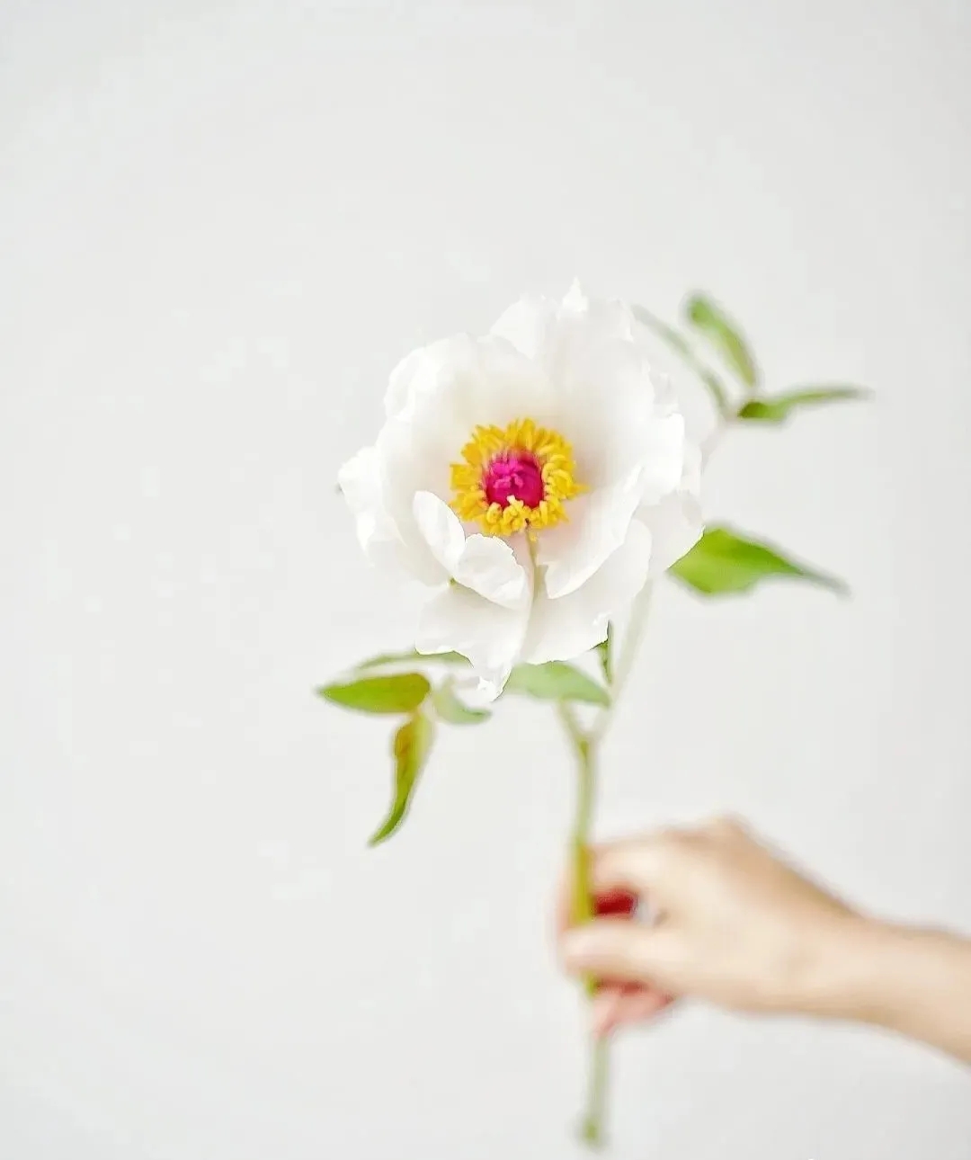 植库‖跟随仙气飘飘的油牡丹，追寻春天的步伐