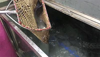 十年老店撩翻盐步人，花30+元就能吃撑！