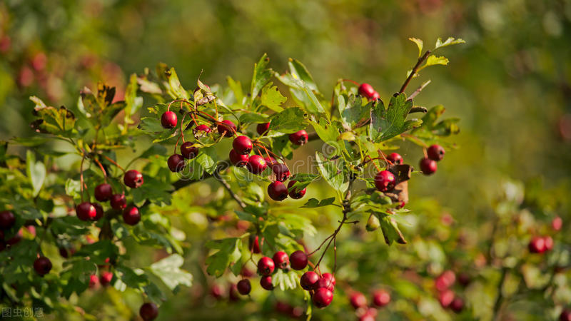 什么花适合送生日花,你的生日代表的花朵及寓意图片