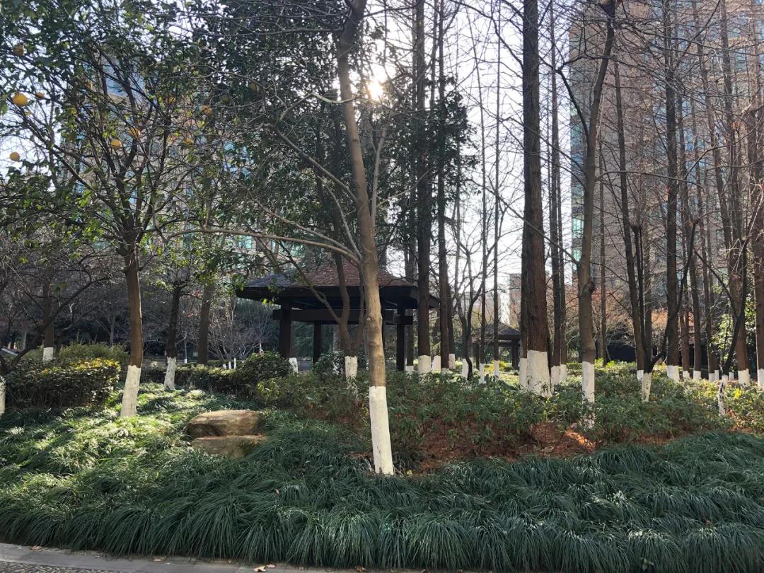 落寞！曾风靡杭州的“国际滨”一线江景房，如今许多只能卖4万+