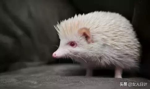 致命的60种动物,这100种动物你都认识吗