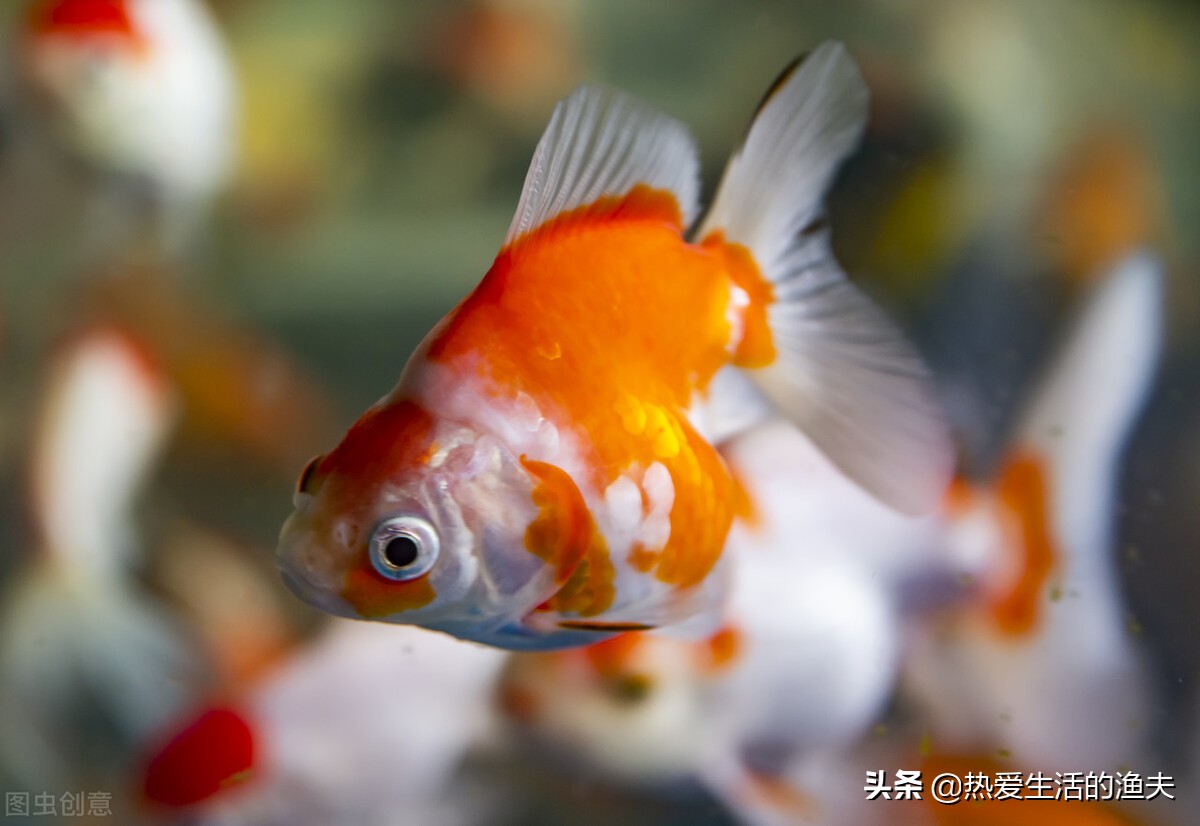 为啥买回来的金鱼不生小鱼,为什么刚买回来的金鱼不动