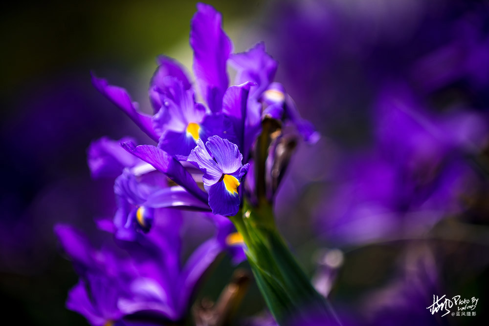 上海国际花展一览表,上海国际花展一览