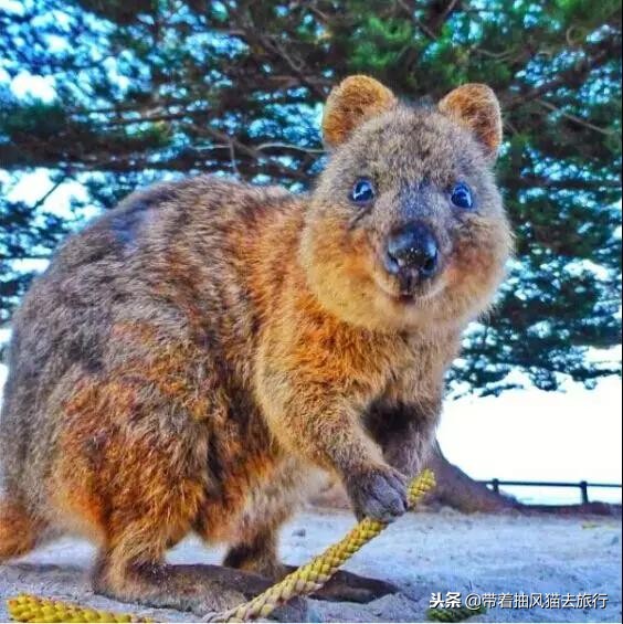 澳大利亚极致之旅,来澳大利亚必买