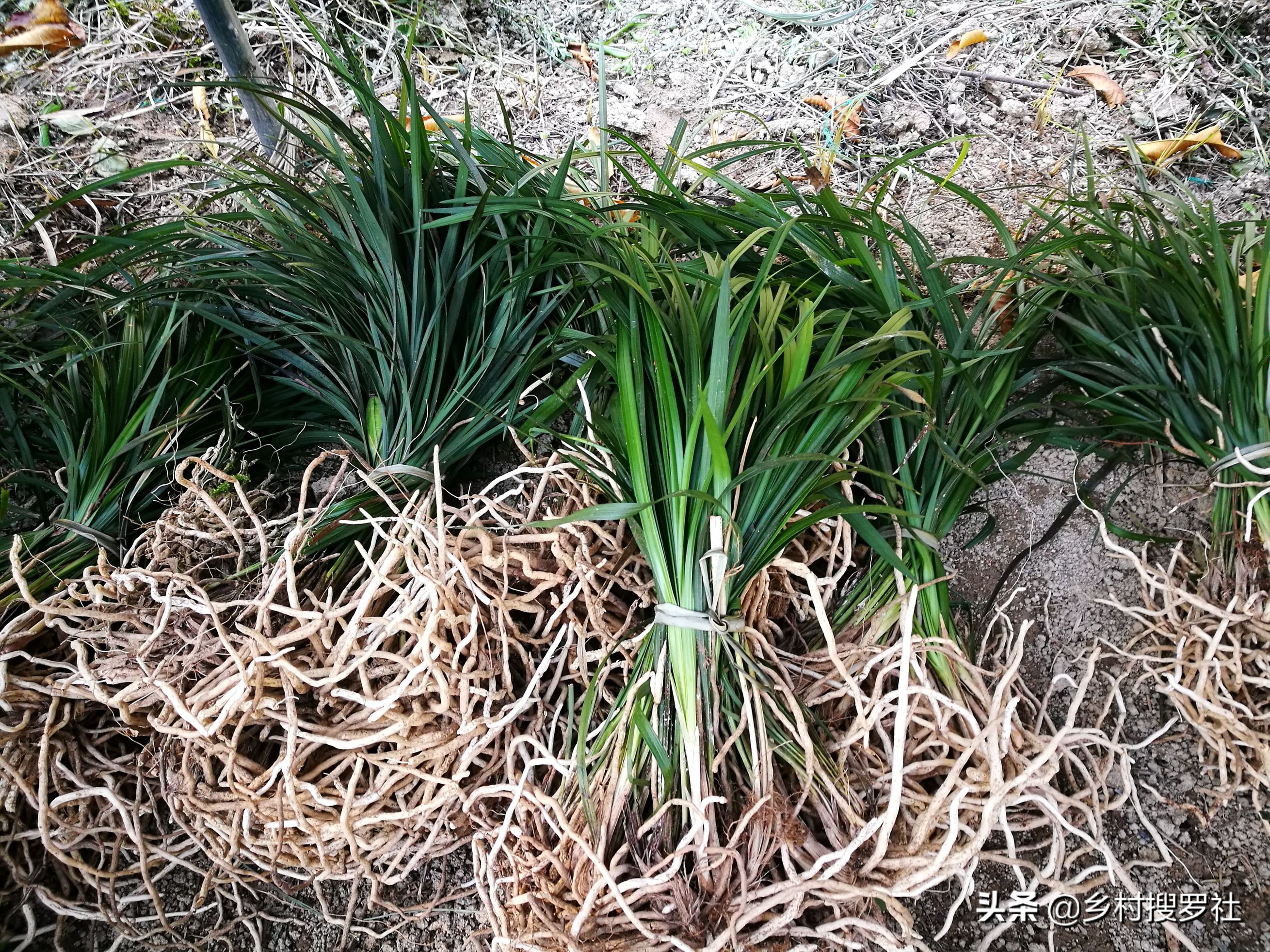 兰花的移栽方法和注意事项,如何将移栽的兰花尽快服盆