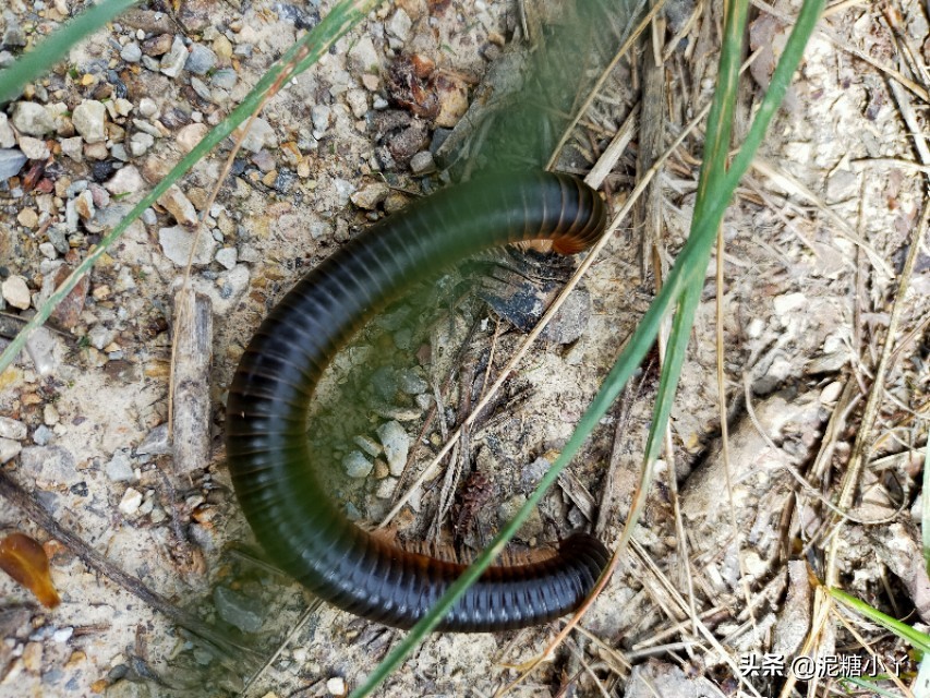 农村常见六种虫子,农村最常见的五种危险虫子