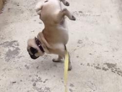 鐙楀瓙鎶吙鎾掑翱,鐙楀瓙鎾掑翱鎶吙