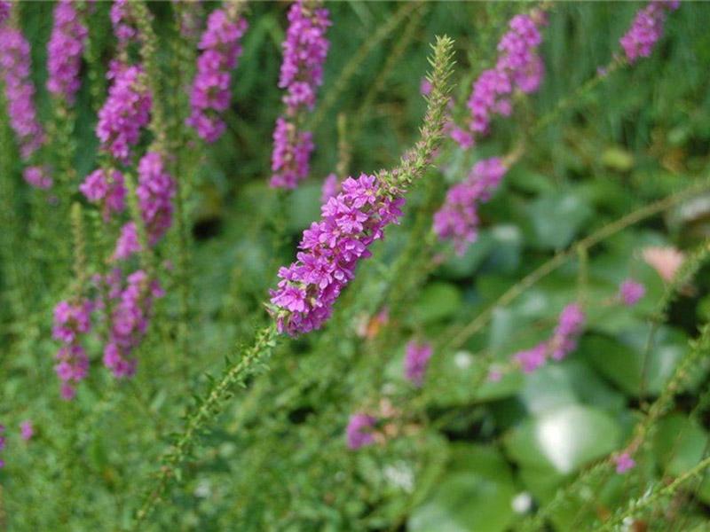 蜈蚣草有几种品种图片图文,蜈蚣草的特征和图片