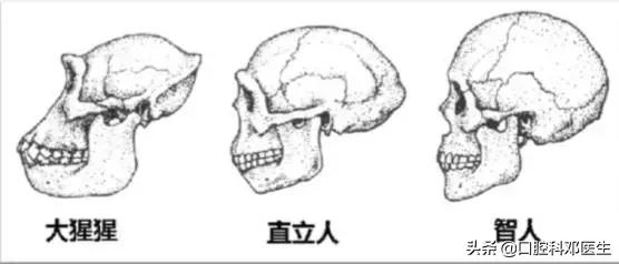 智齿很小一个自己就拔掉了,稍微晃动的智齿拔掉很快吗