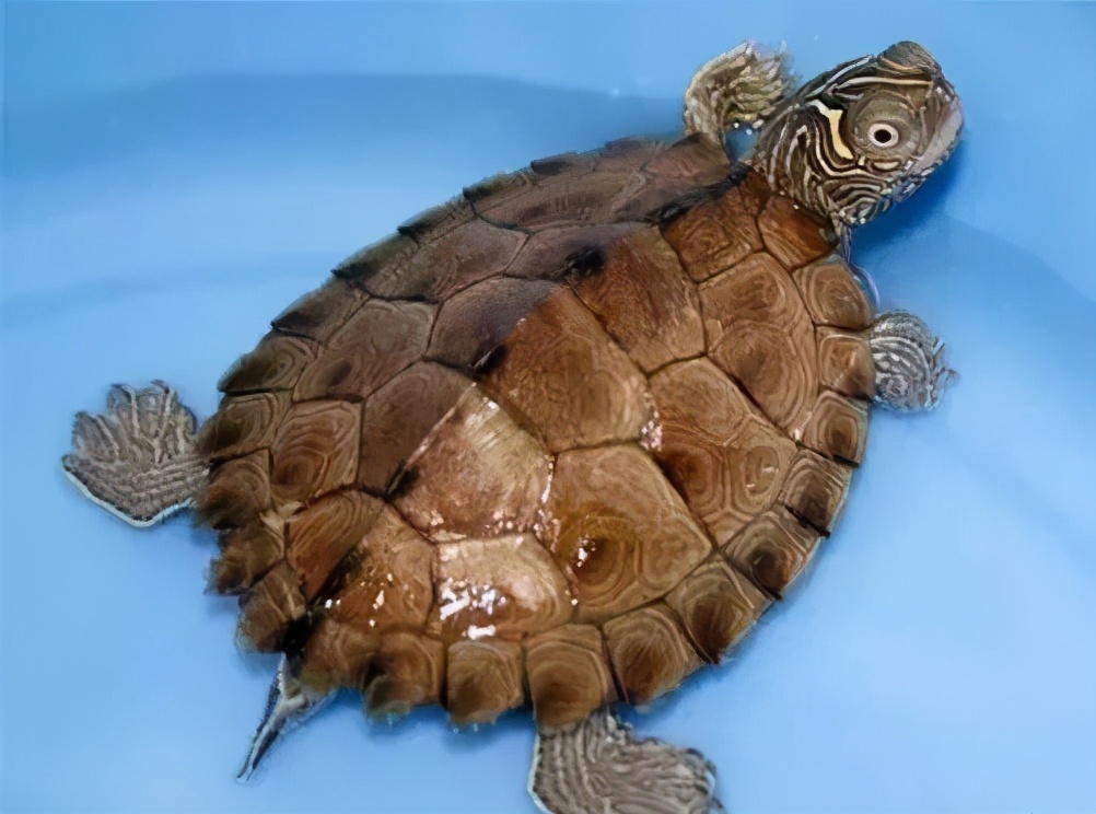 各种龟类图片大全大图,龟类展示会