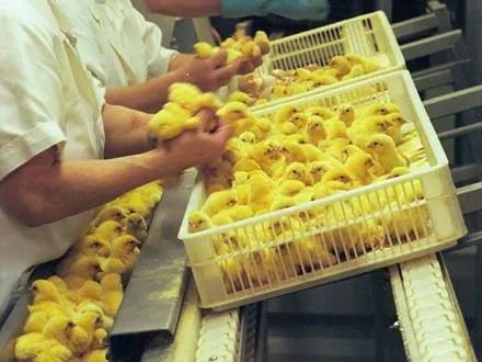 成都“养牛人”火了阴间设计师、闻屁师等职业或成“潜力股”