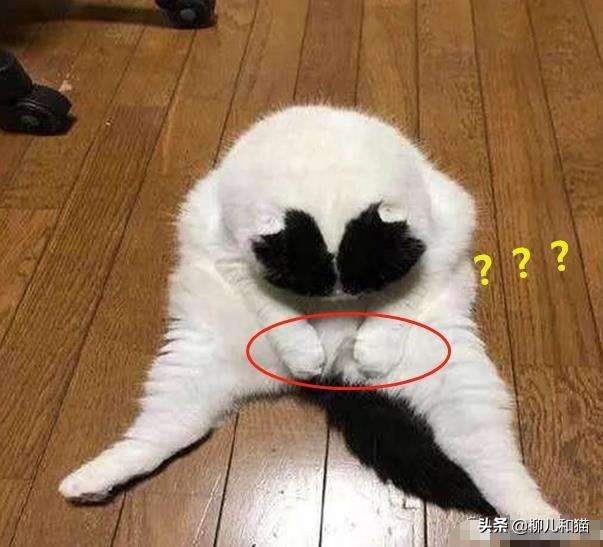 你家公猫绝育后还会出现发情迹象？了解这些原因，就不觉得奇怪了