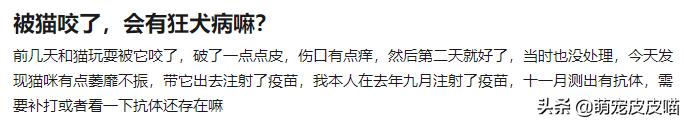 怎么消除猫咪对主人的恐惧,提高猫咪“社交能力”的方法