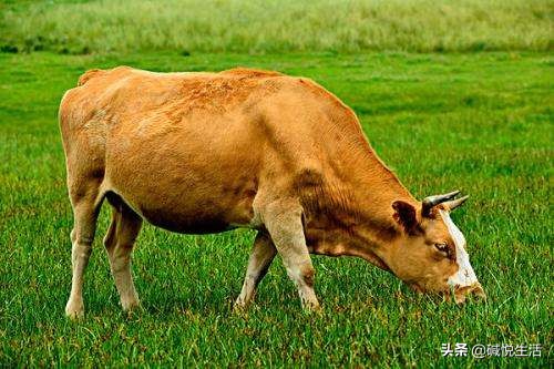 盐碱地畜牧养殖,盐碱地养殖小窍门