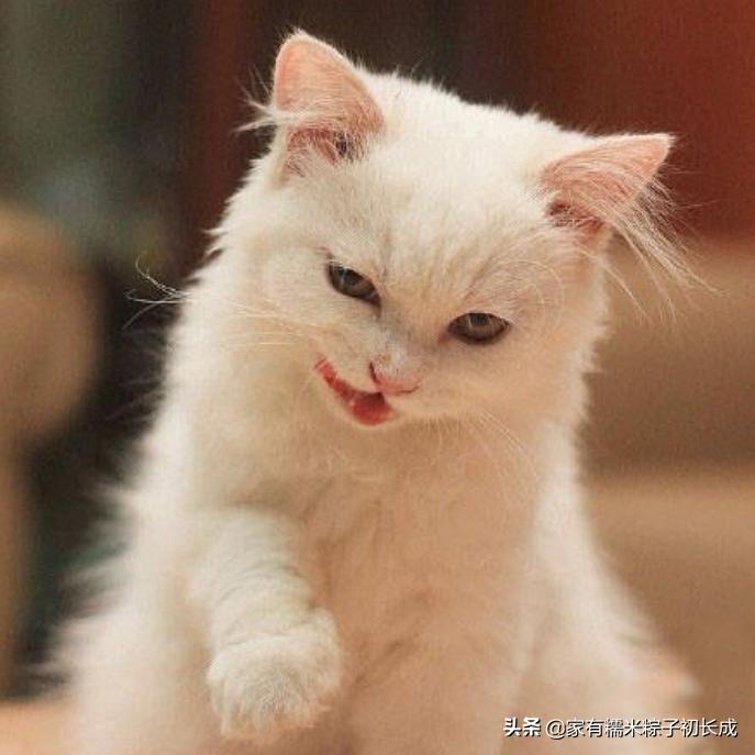 猫咪乱尿的原因和解决方法,猫咪乱尿的解决方法