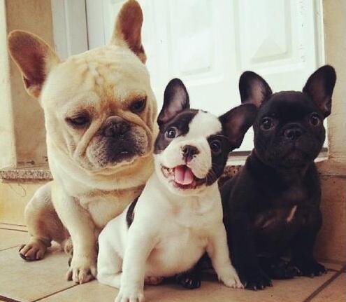 在饲养法牛时，有5*禁大**忌别犯，对它没好处