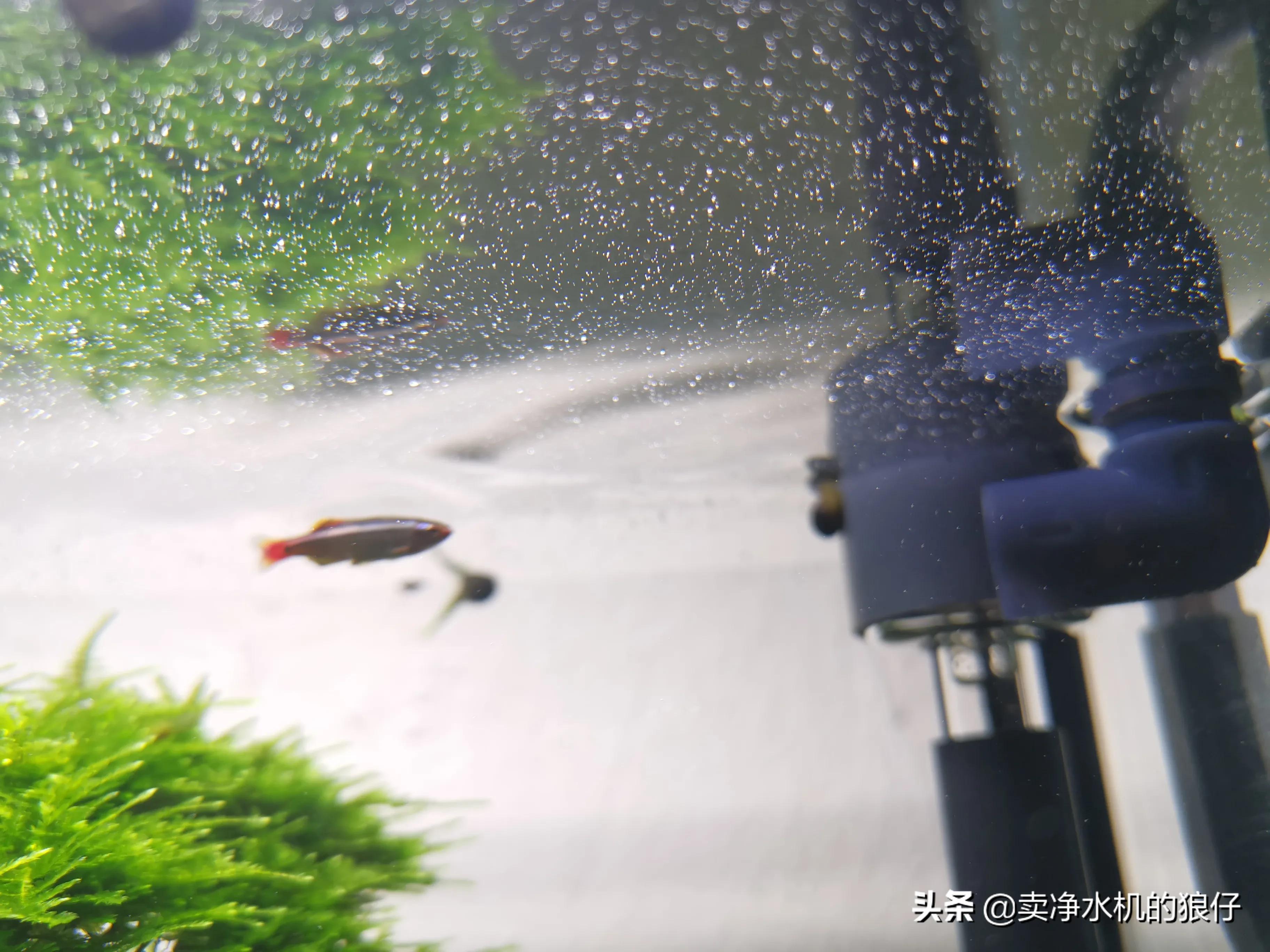 鱼缸过滤器没反应是哪里出现问题,布隆过滤器失效