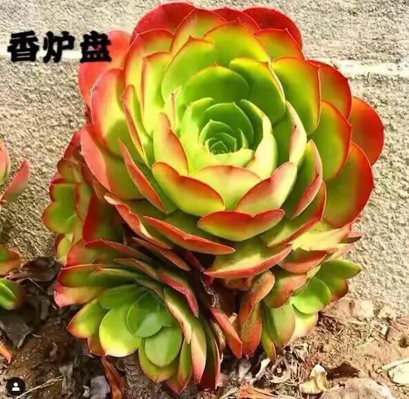 多肉法师韶羞现在能摘心吗,多肉法师欧紫跟韶羞的对比图