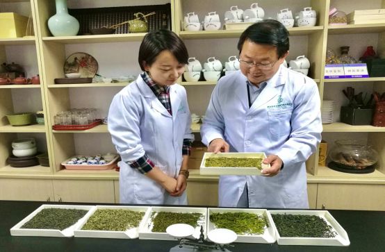 汉中仙毫和安吉白茶的区别 (2023年汉中仙毫春茶上市时间)