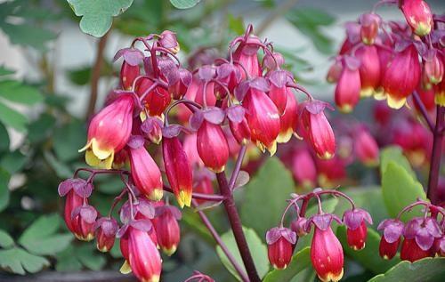 大叶红灯笼花,红灯笼的花有哪些